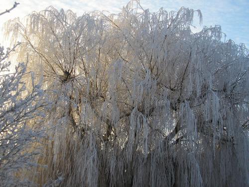 Ice tears on the weeping willow