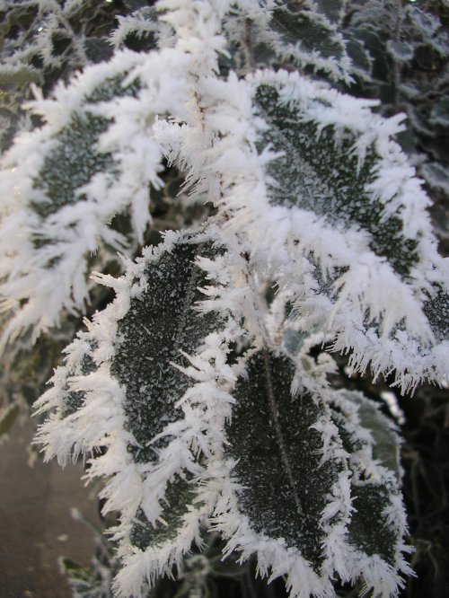 Frosted prickles #2