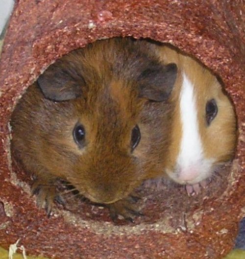 Meet your narrator! Yipyap (left) and Kip (right) in their favourite plaything, the edible tunnel.